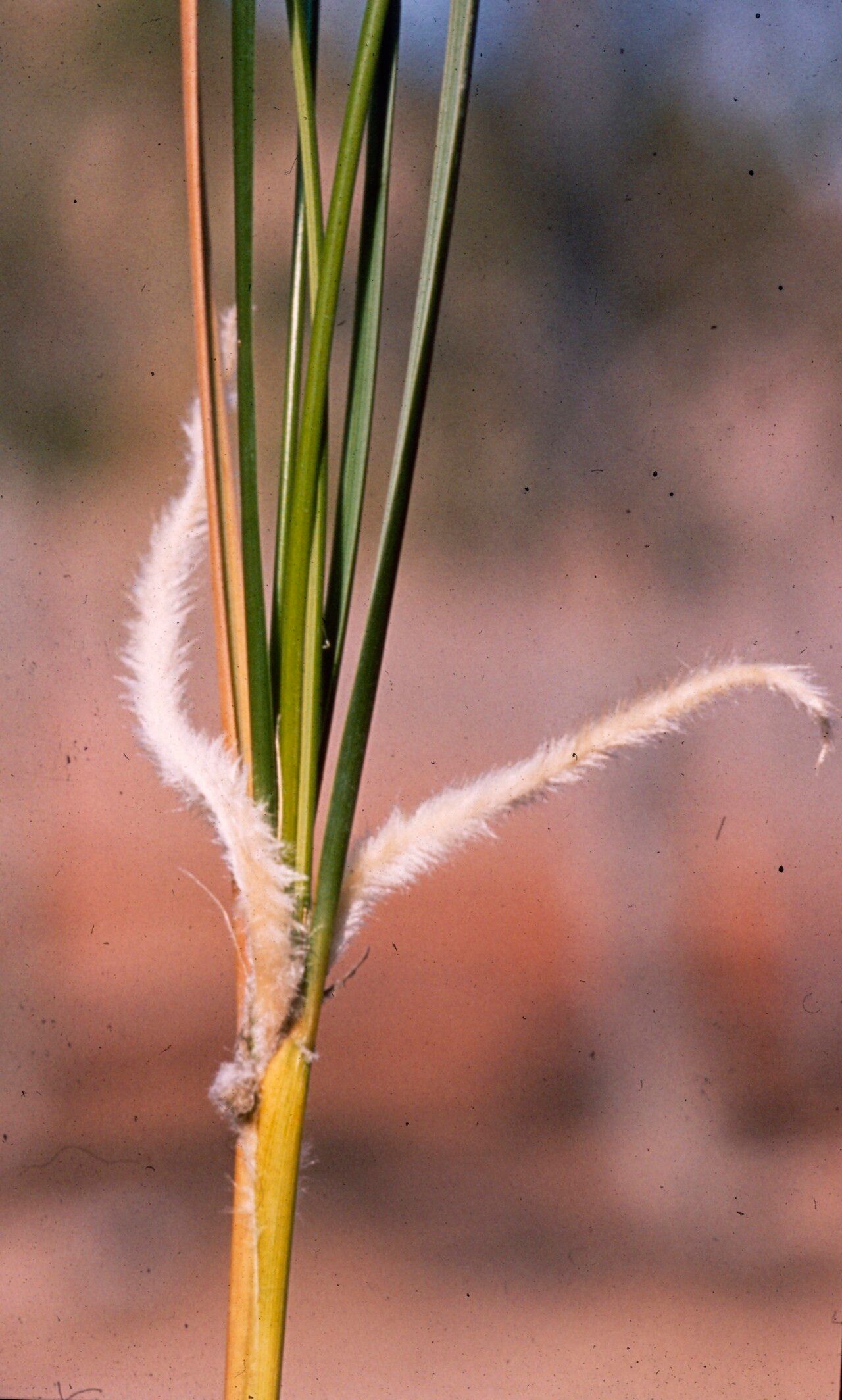 Stipa iberica — search result for 'Stipa'