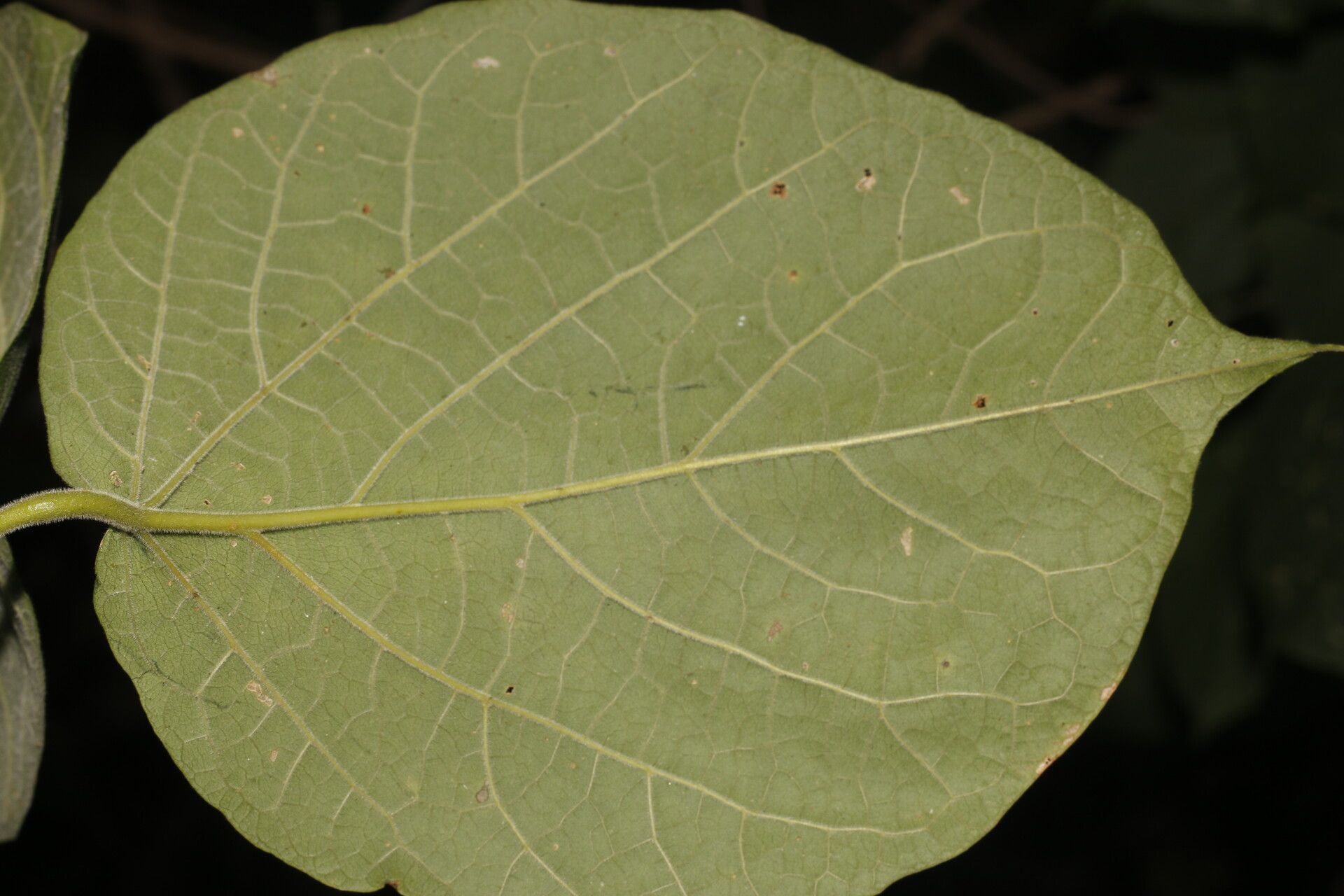 Fridericia mollissima leaf
