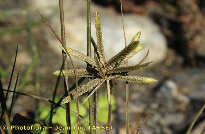 Cyperus flavidus — houseplant care guide