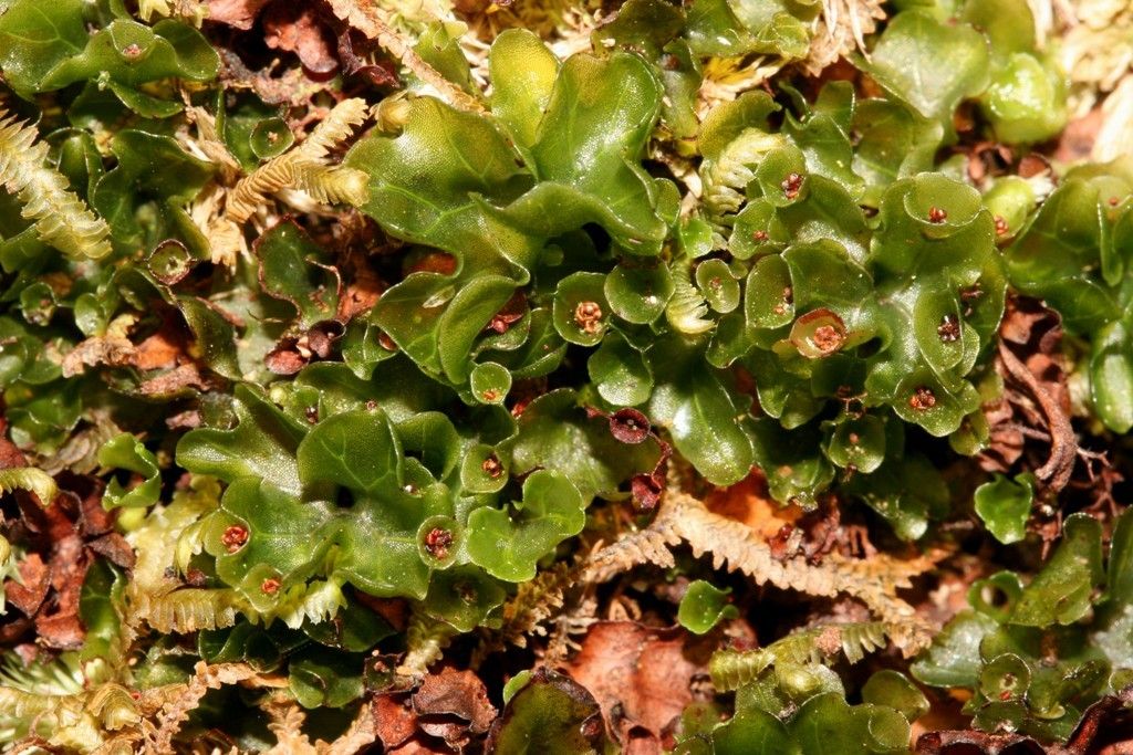Hymenophyllum francii habit