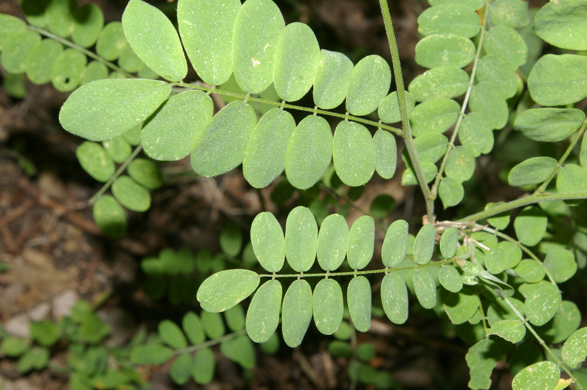 Dalea carthagenensis — search result for 'El Salvador'