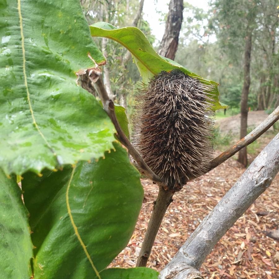 Banksia robur flower