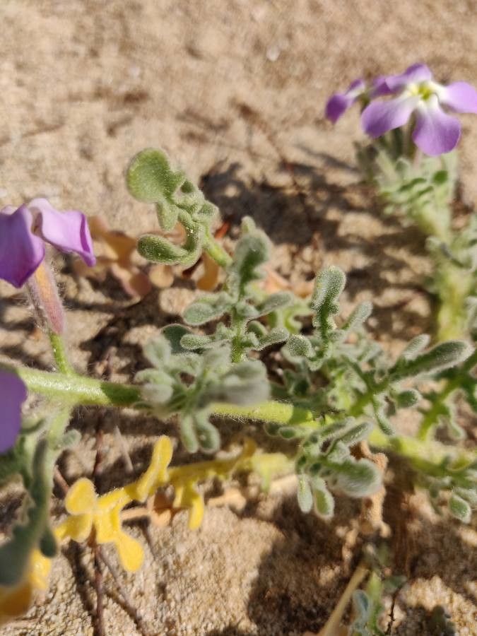 Matthiola tricuspidata — search result for 'Matthiola'