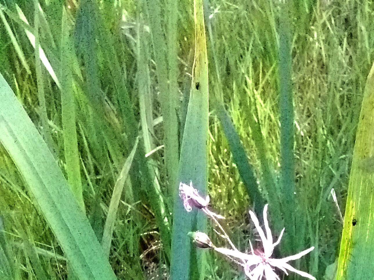 Silene flos-cuculi leaf