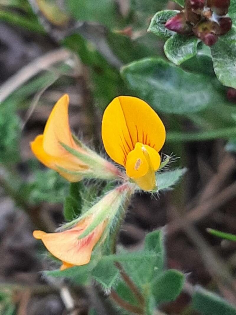 Lotus hispidus flower
