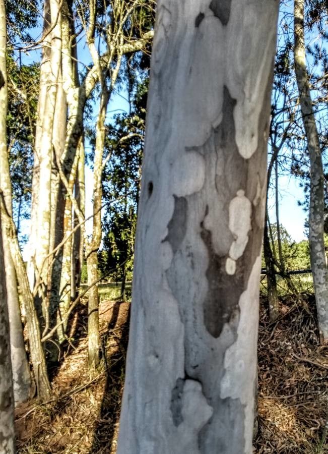 Eucalyptus mannifera bark