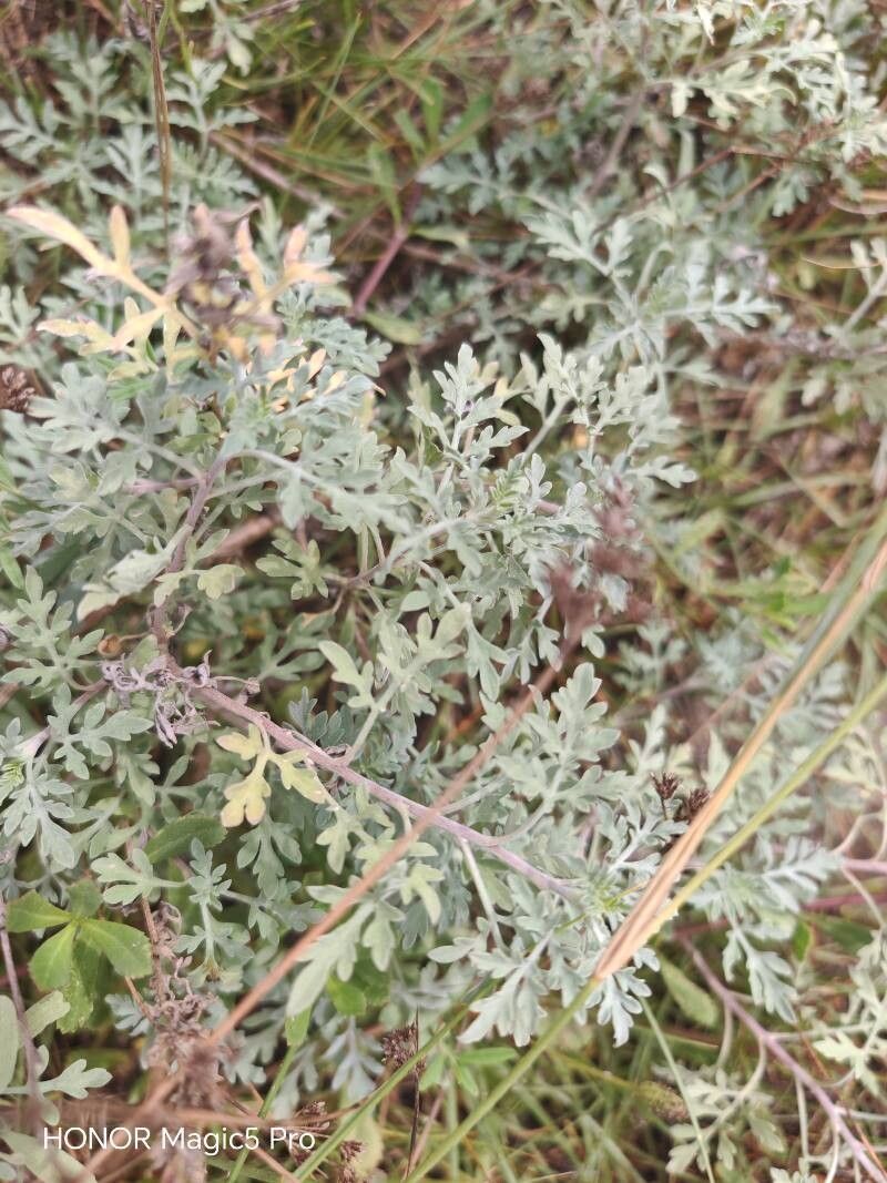 Ambrosia maritima — houseplant care guide