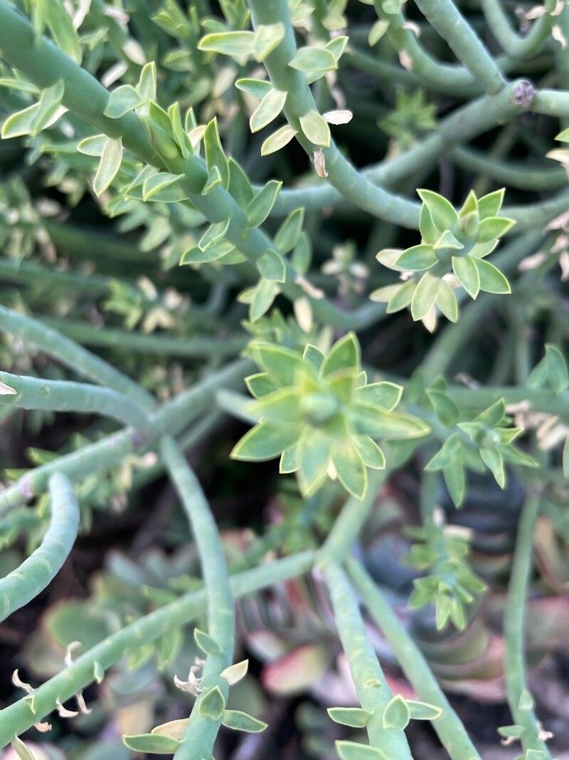 Euphorbia mauritanica — houseplant care guide