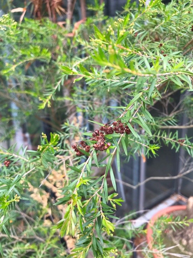 Kunzea ambigua fruit