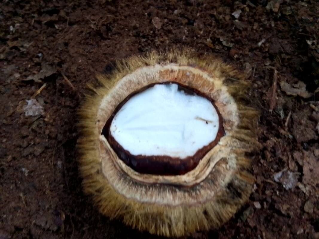 Irvingia excelsa fruit