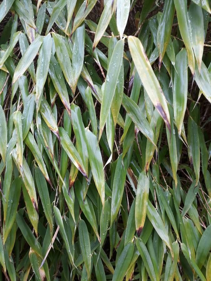 Saccharum sikkimense — search result for 'Saccharum'