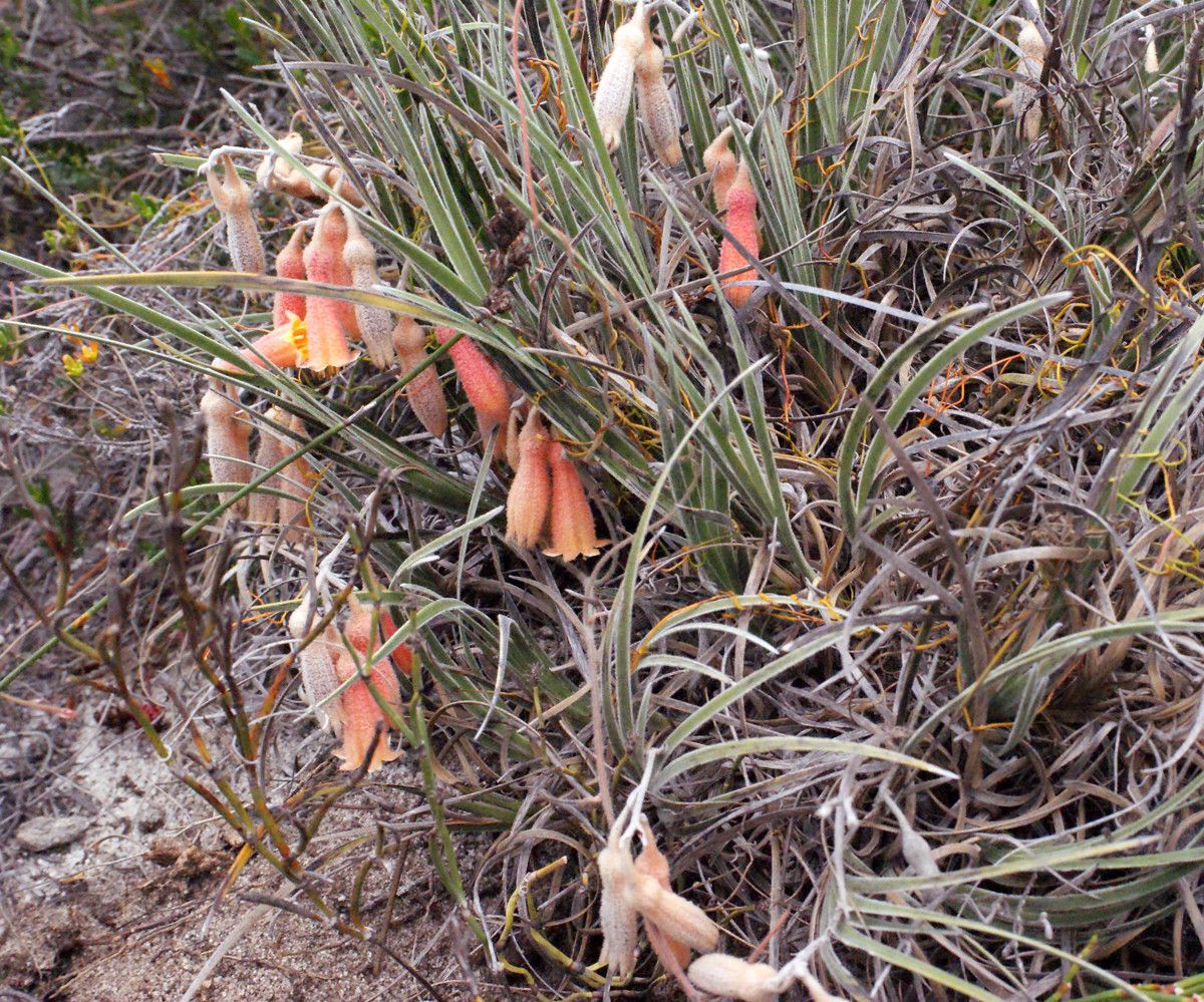 Blancoa canescens habit