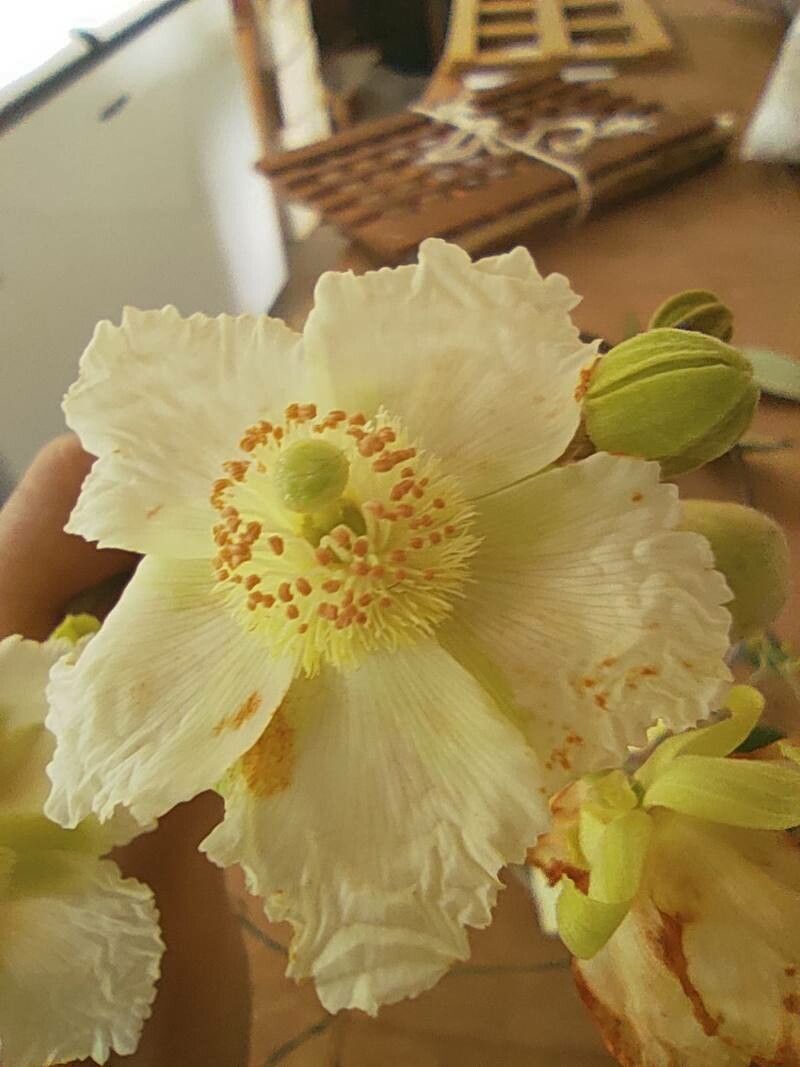 Luehea paniculata — related species from the same genus