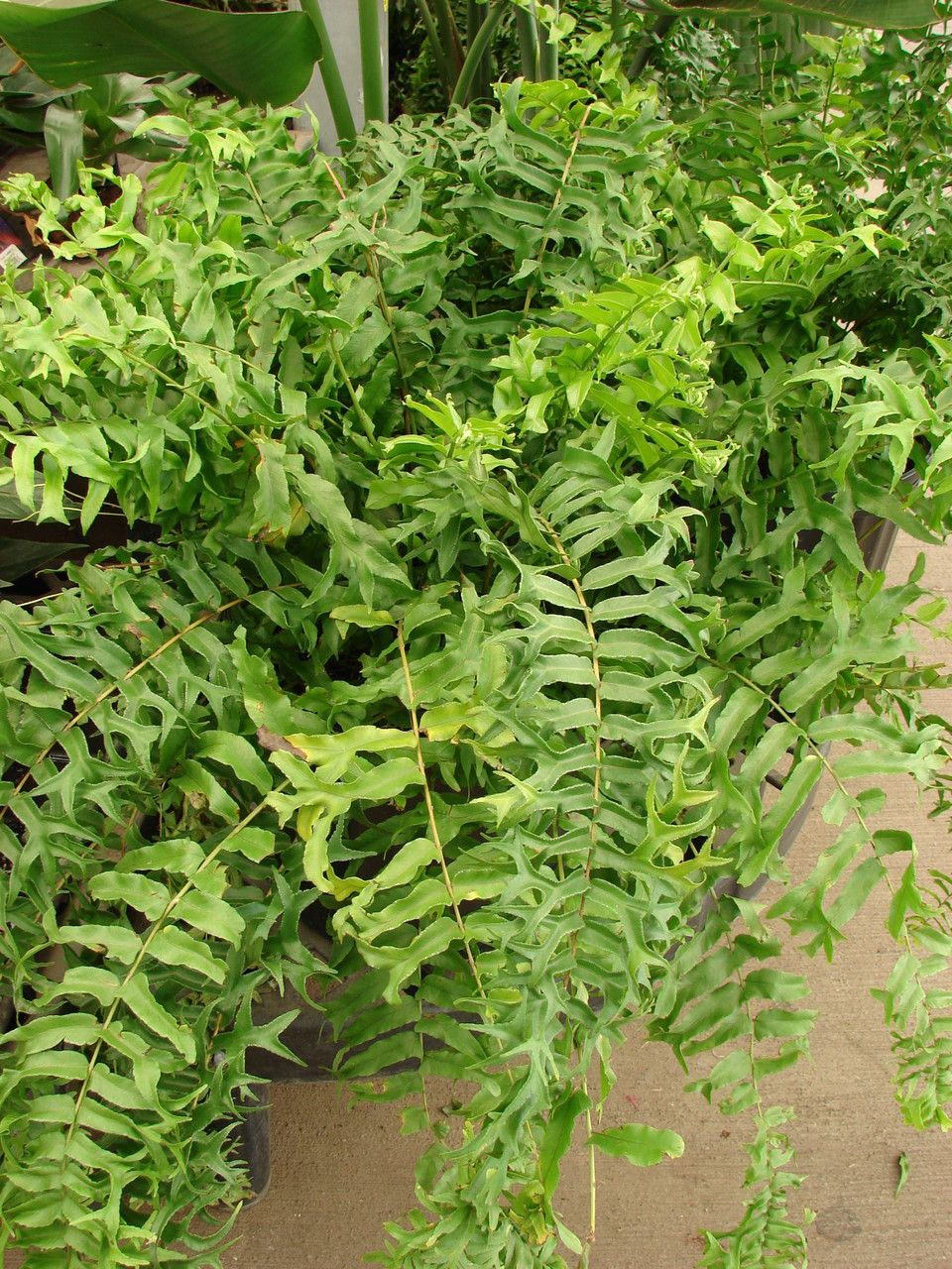 Nephrolepis falcata habit