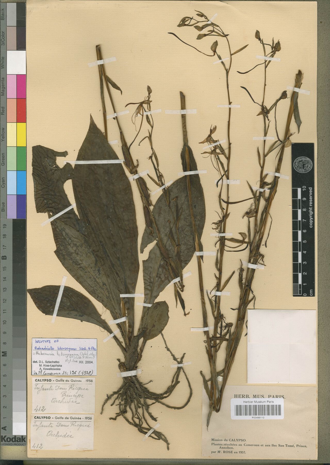 Habenaria letouzeyana — houseplant care guide