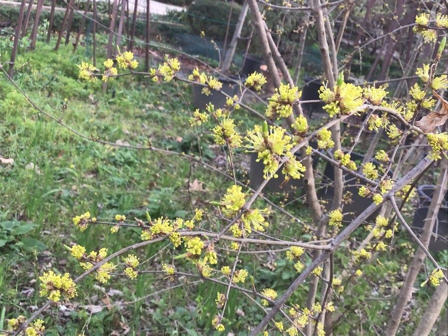Forestiera pubescens flower