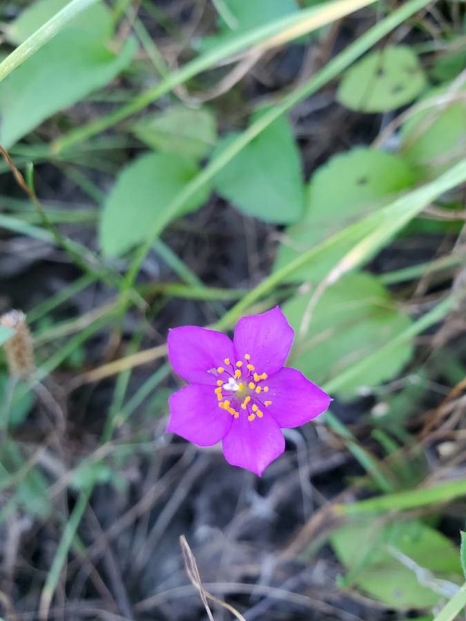 Phemeranthus mengesii — related species from the same genus