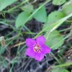 Phemeranthus mengesii