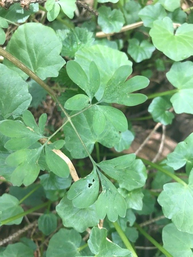 Corydalis × hausmannii — houseplant care guide