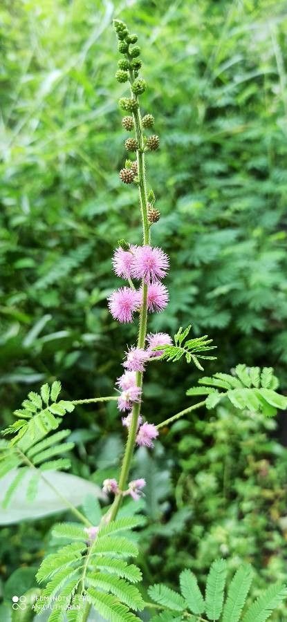 Mimosa diplotricha flower