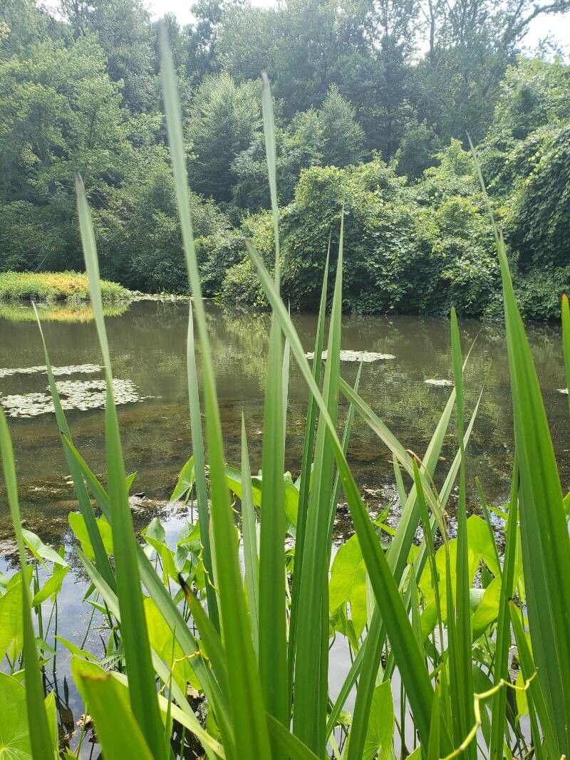 Sparganium eurycarpum — search result for 'Sparganium'