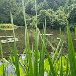 Sparganium eurycarpum