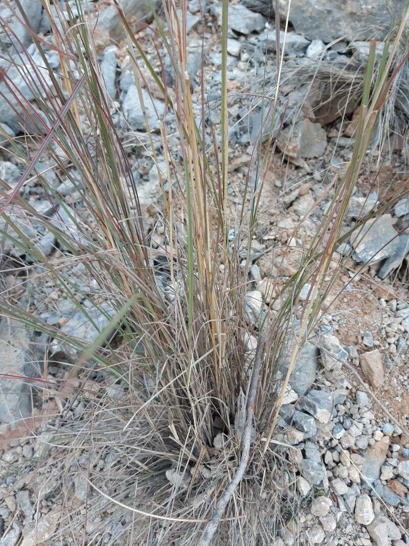 Cinnagrostis recta — houseplant care guide