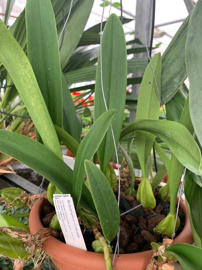 Bulbophyllum crassipes — houseplant care guide