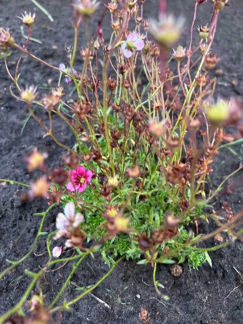 Saxifraga rosacea fruit