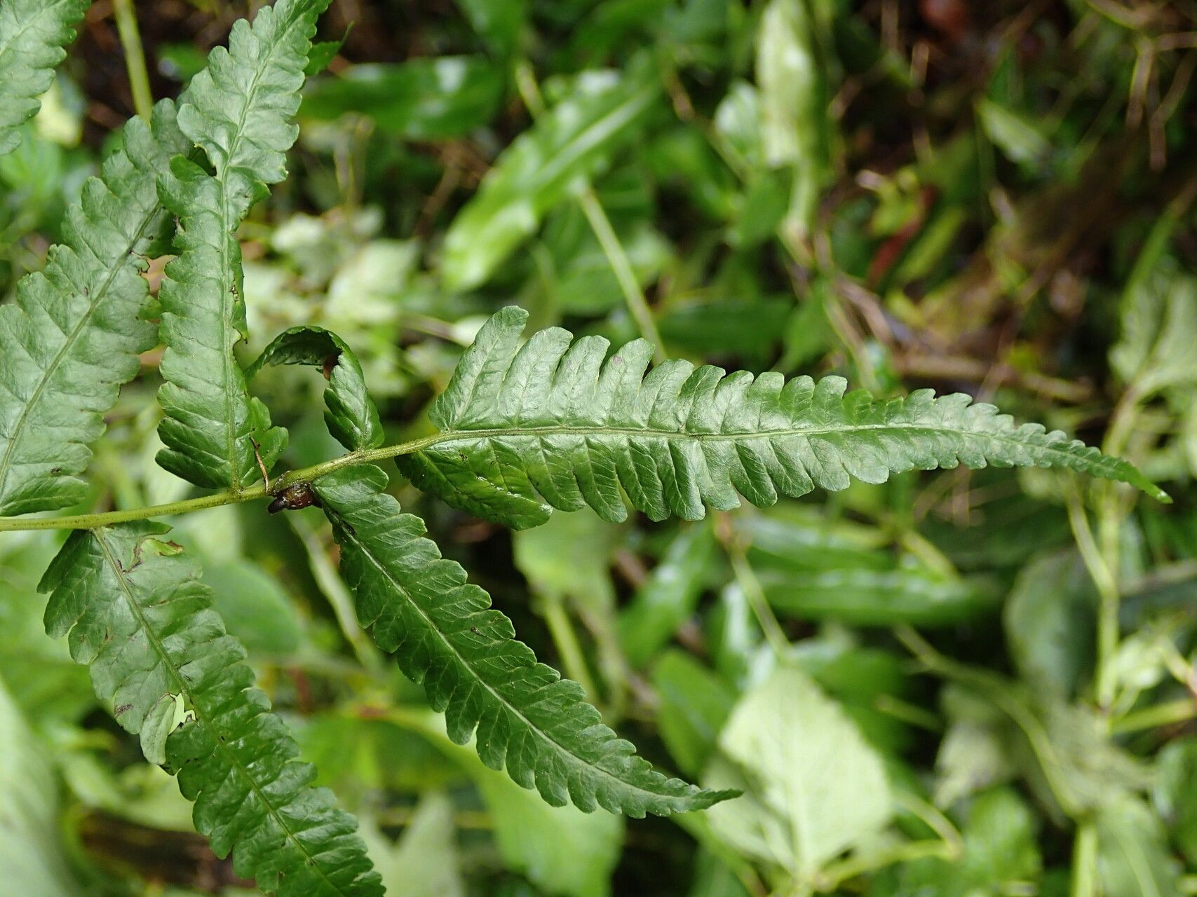 Thelypteris madagascariensis leaf