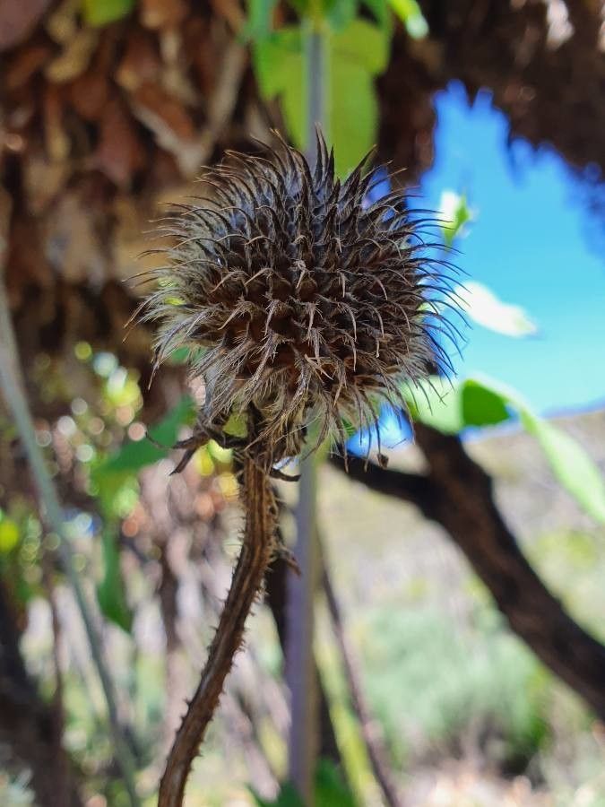 Dipsacus pinnatifidus fruit