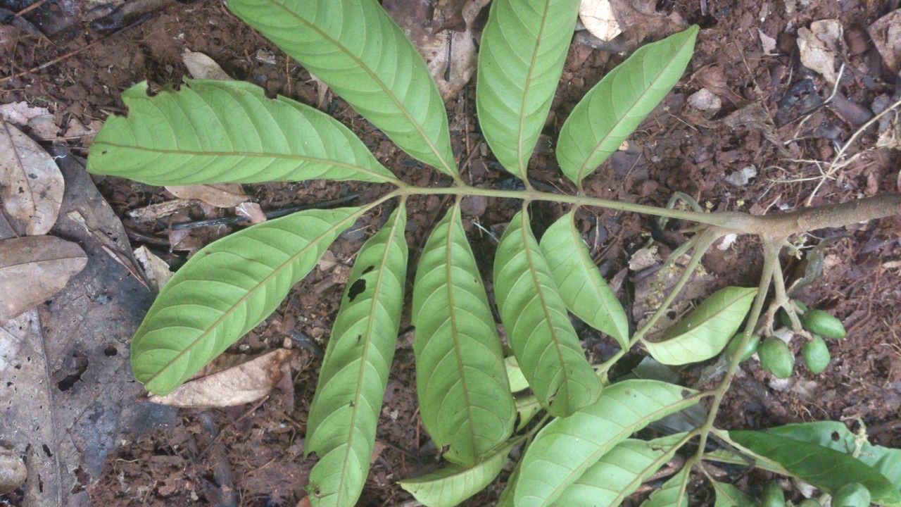 Tapirira guianensis — search result for 'Anacardiaceae'
