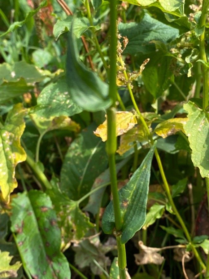 Bistorta officinalis leaf