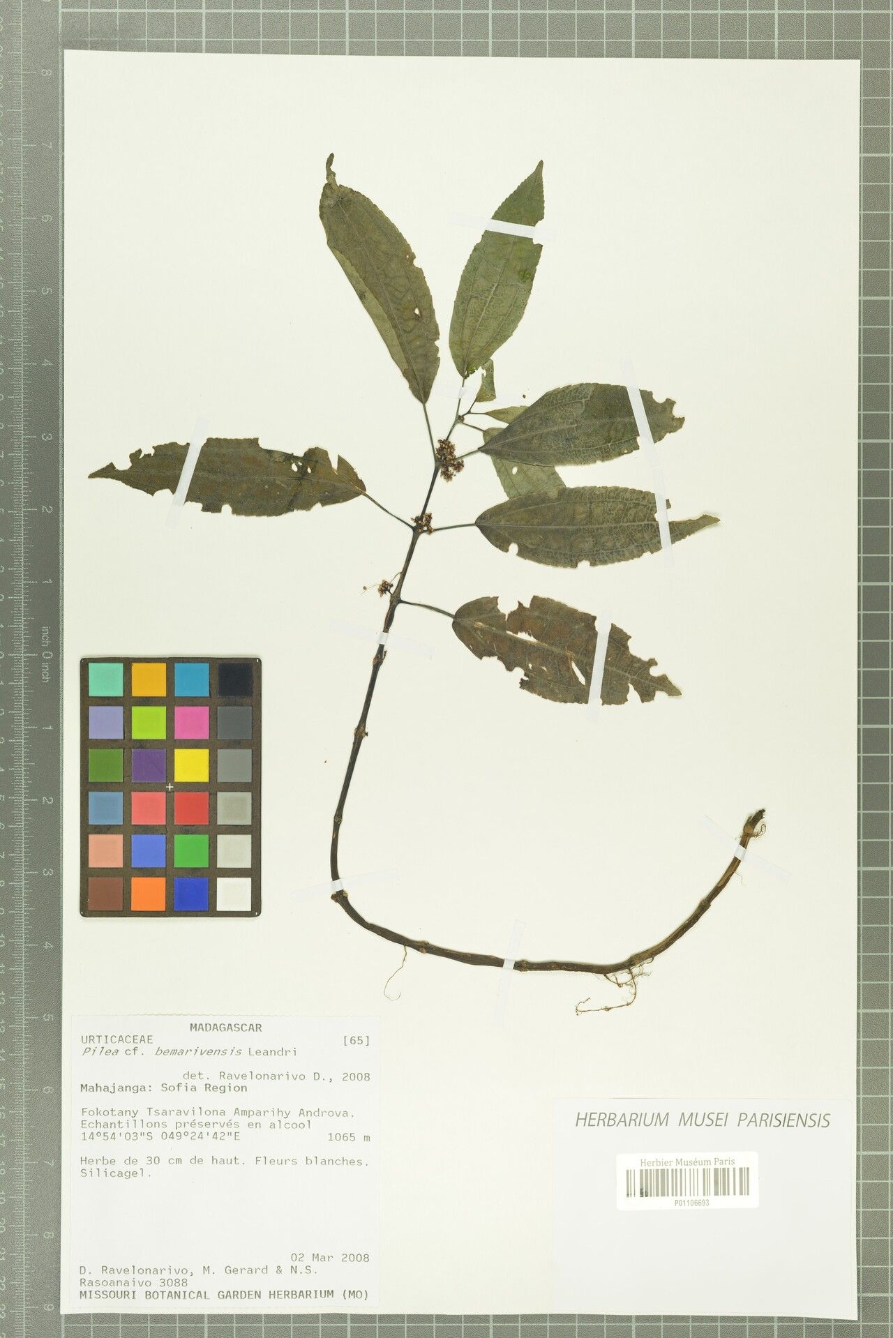 Pilea bemarivensis — search result for 'Pilea'