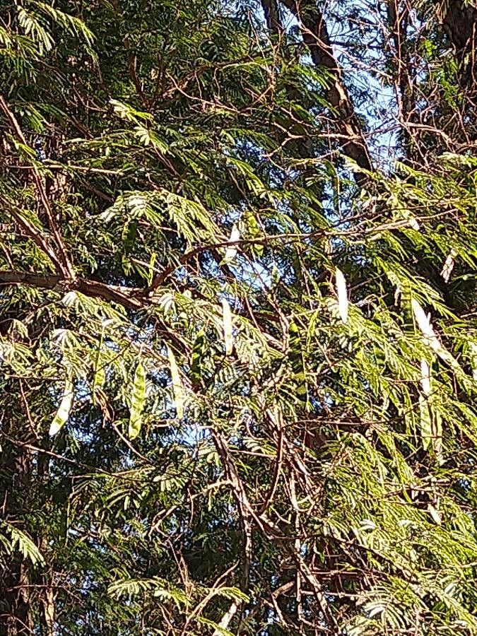 Piptadenia gonoacantha fruit