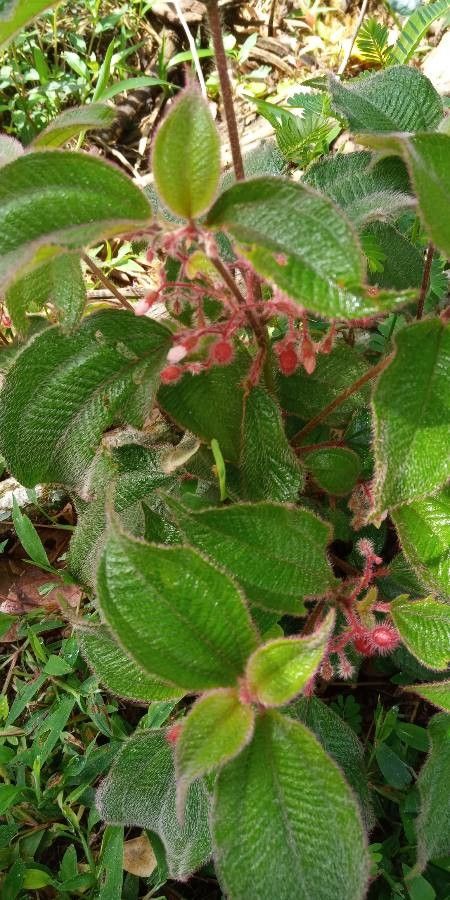 Miconia longicoma flower