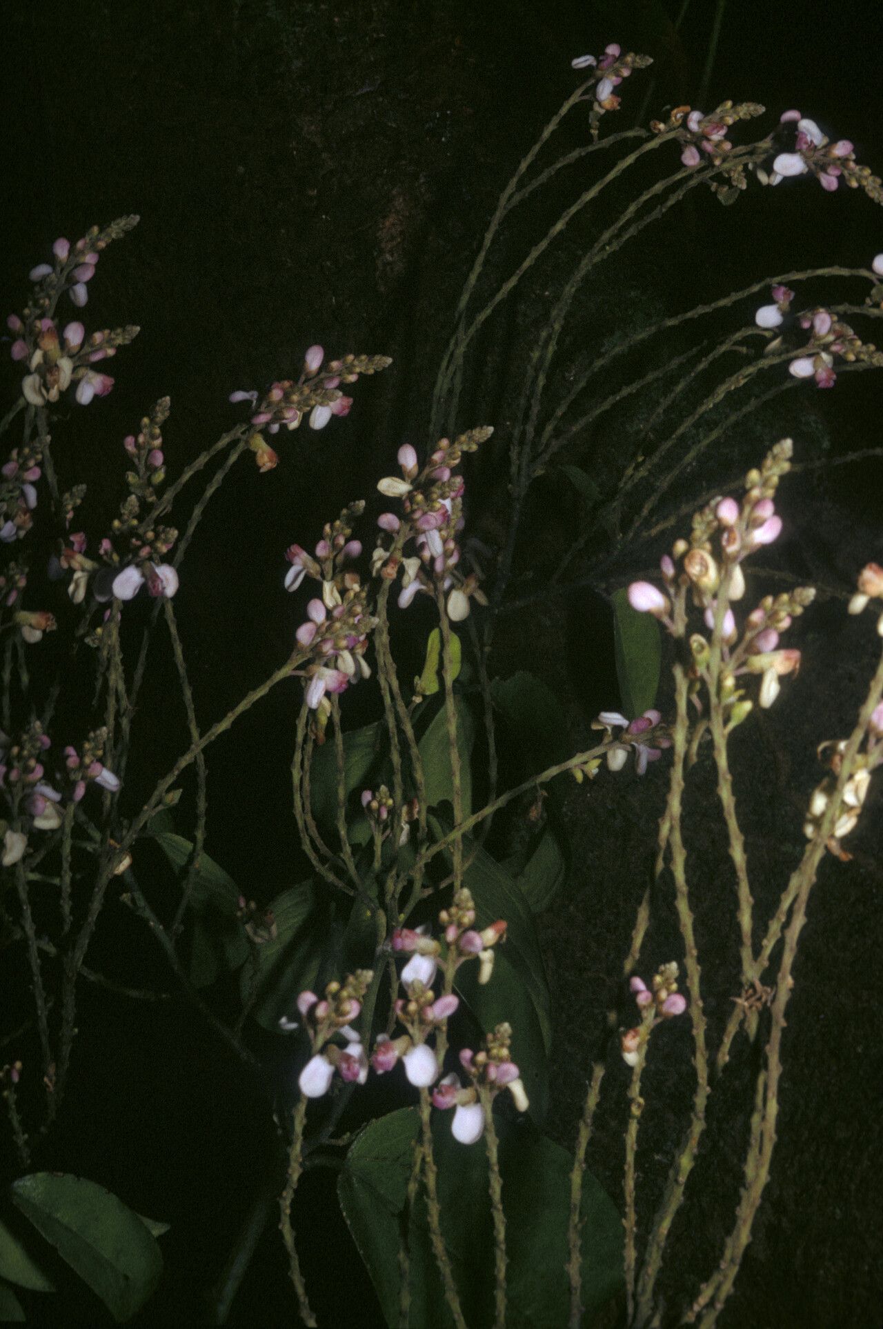 Securidaca paniculata habit