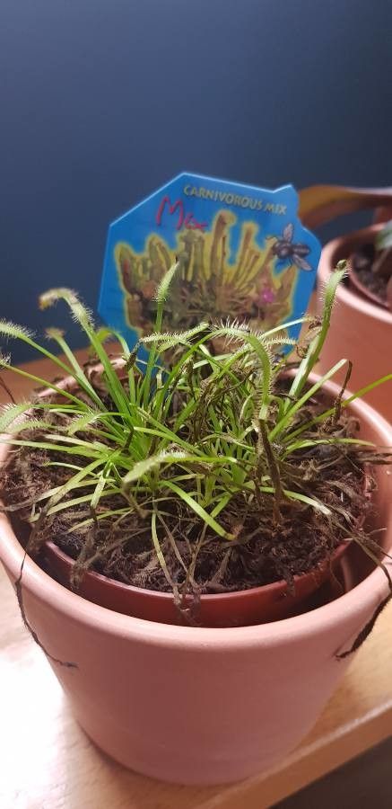 Drosera capensis fruit