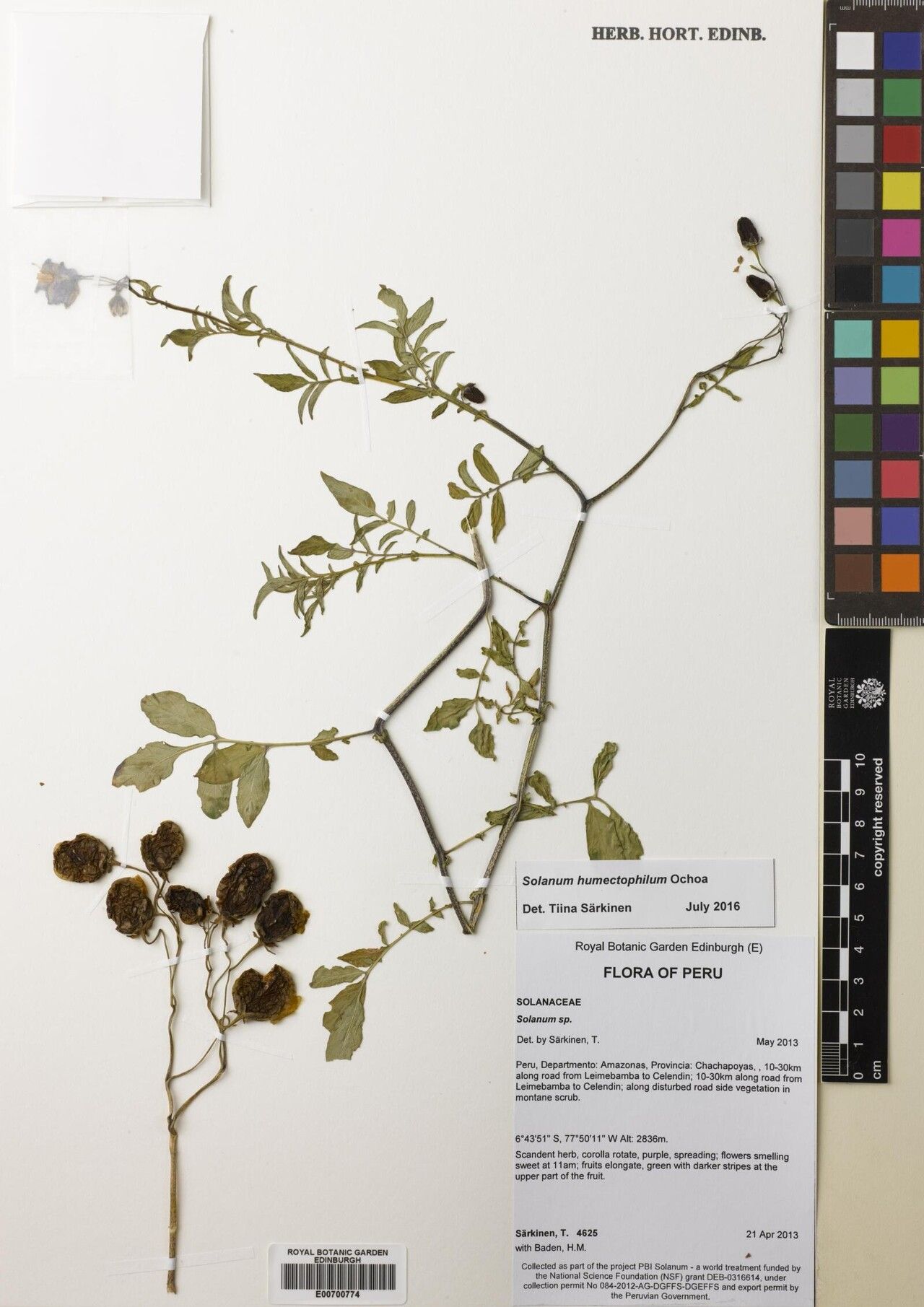 Solanum humectophilum — houseplant care guide