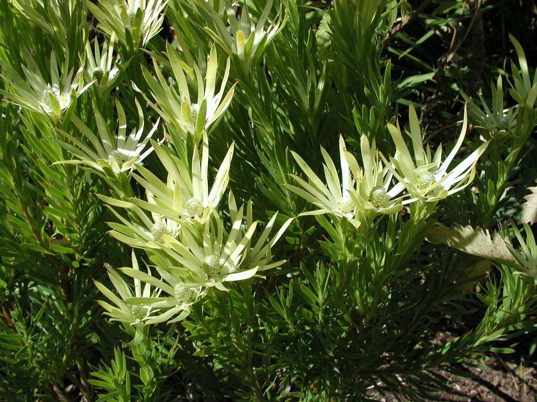 Leucadendron xanthoconus flower