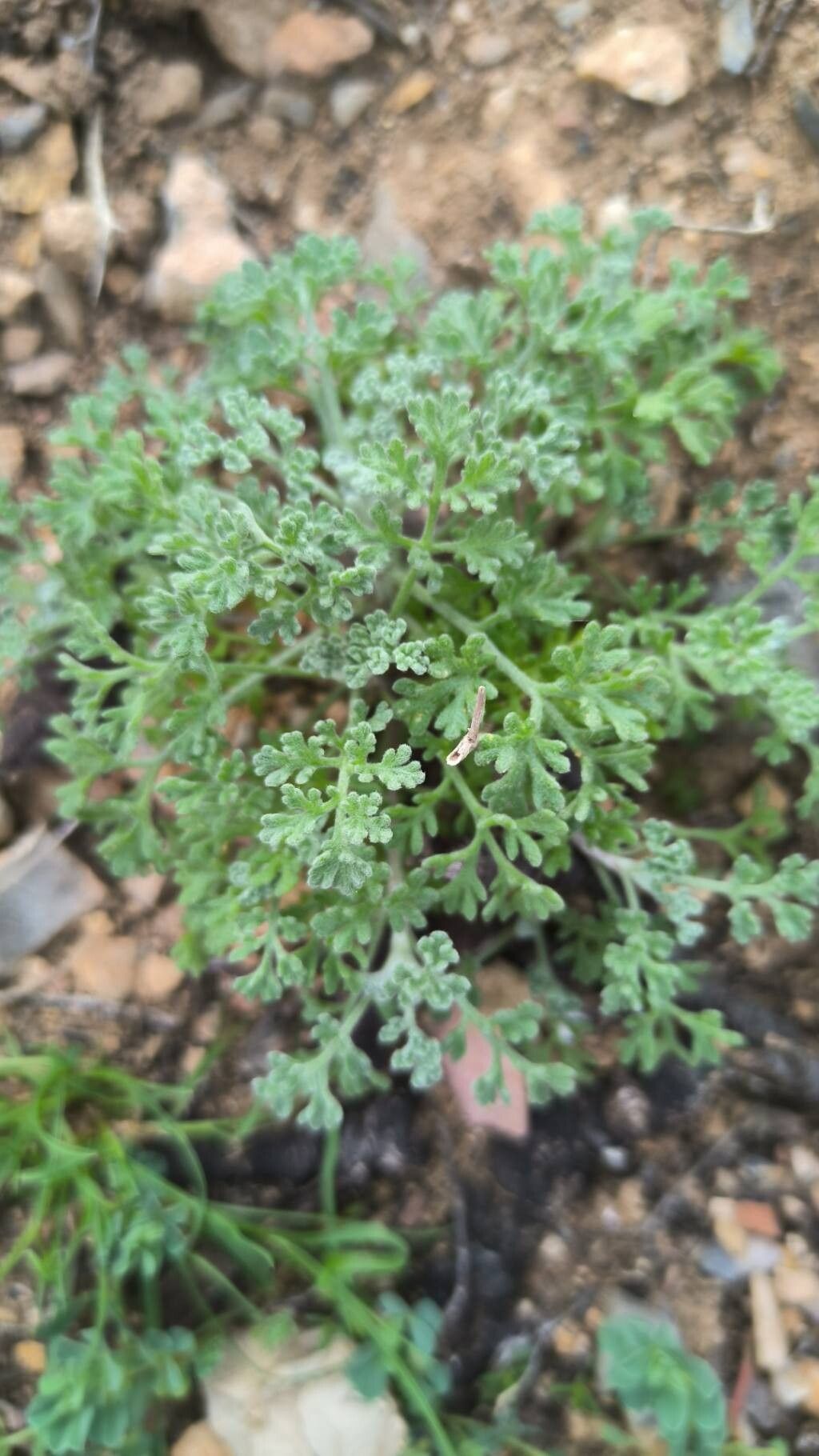 Anthemis chrysantha — search result for 'Anthemis'