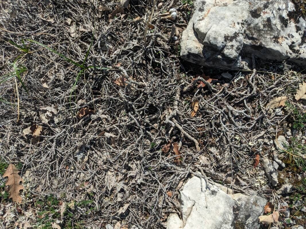 Genista depressa bark