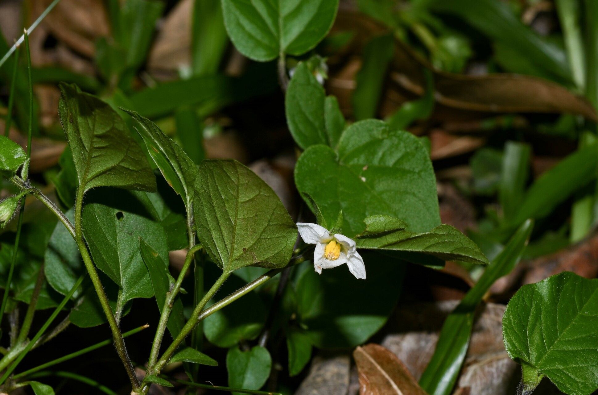 Solanum adscendens — houseplant care guide