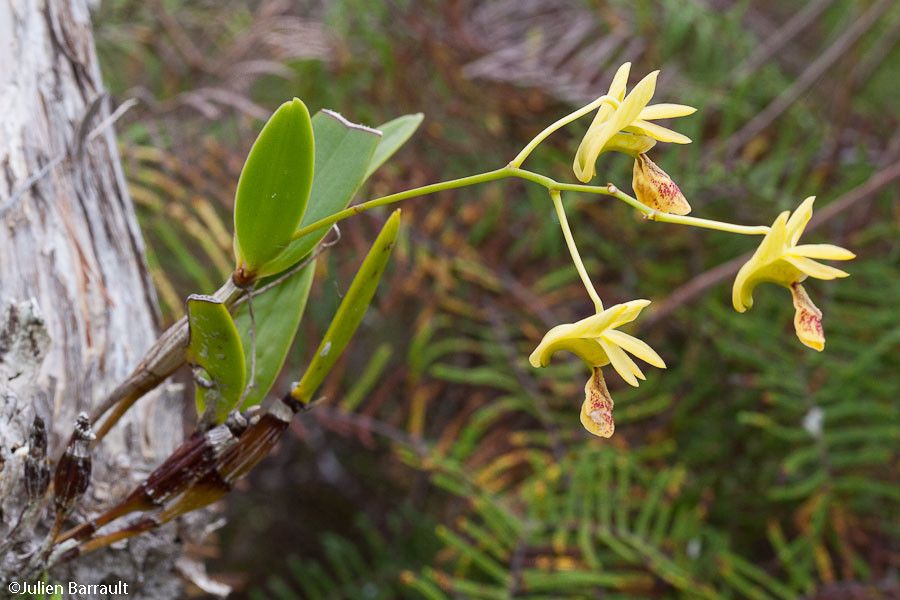 Dendrobium poissonianum — houseplant care guide