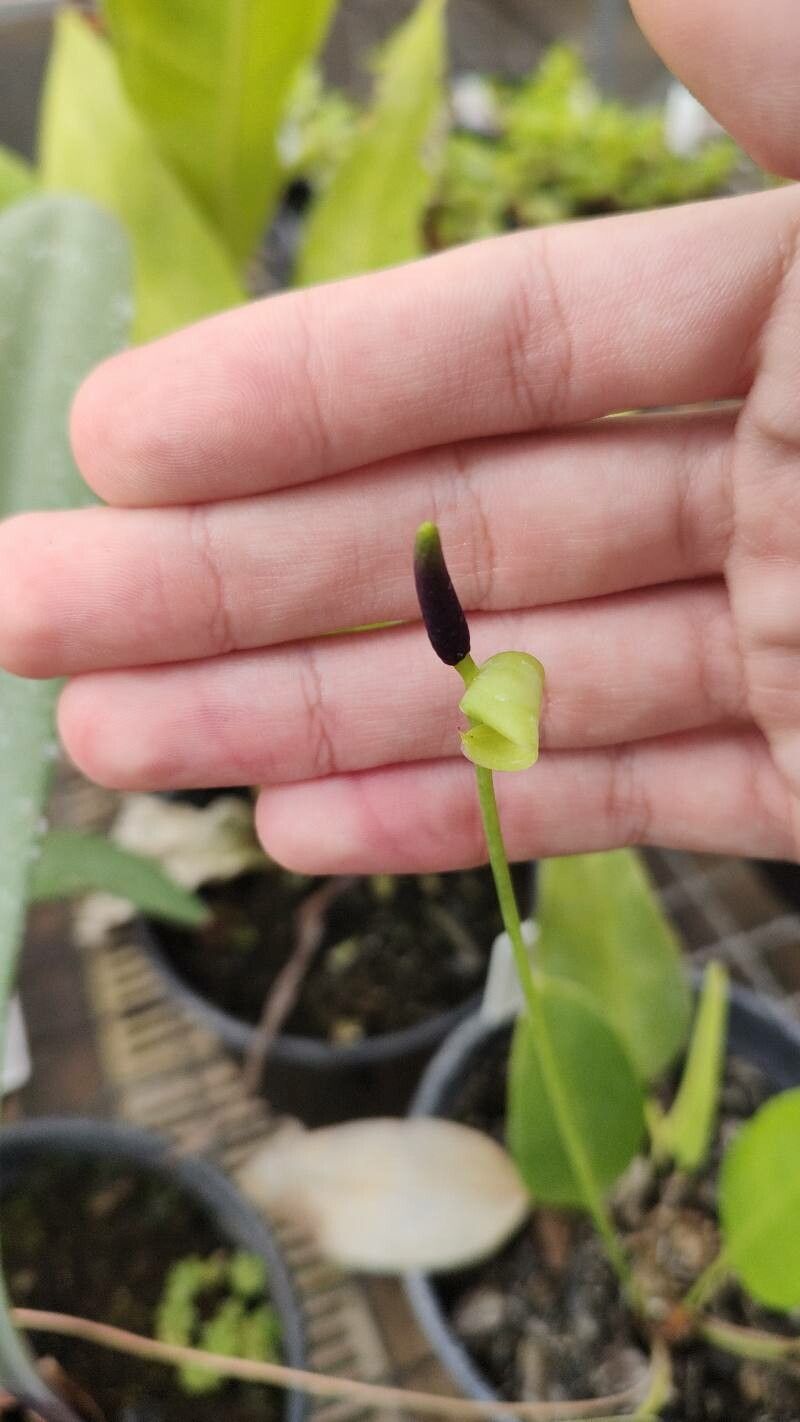 Anthurium alcatrazense