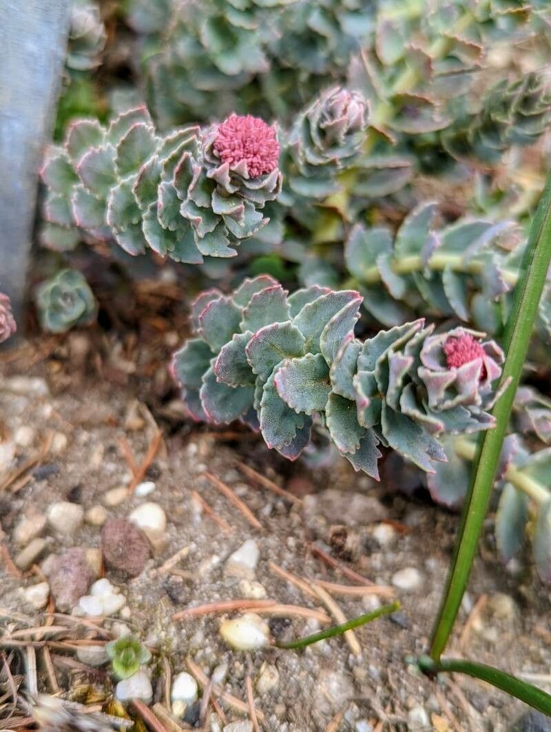 Rhodiola heterodonta — related species from the same genus