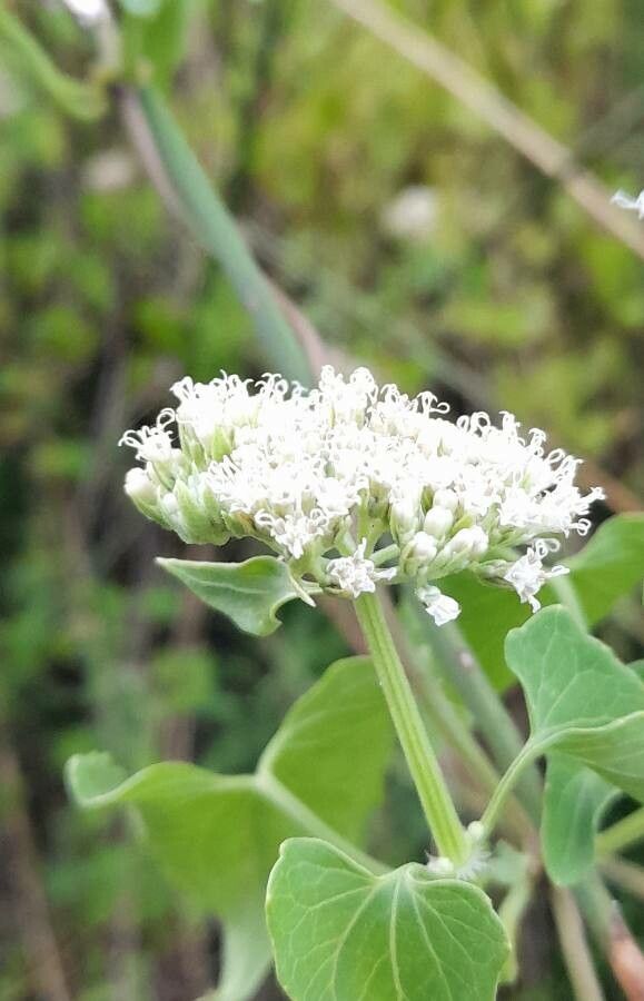 Mikania periplocifolia flower