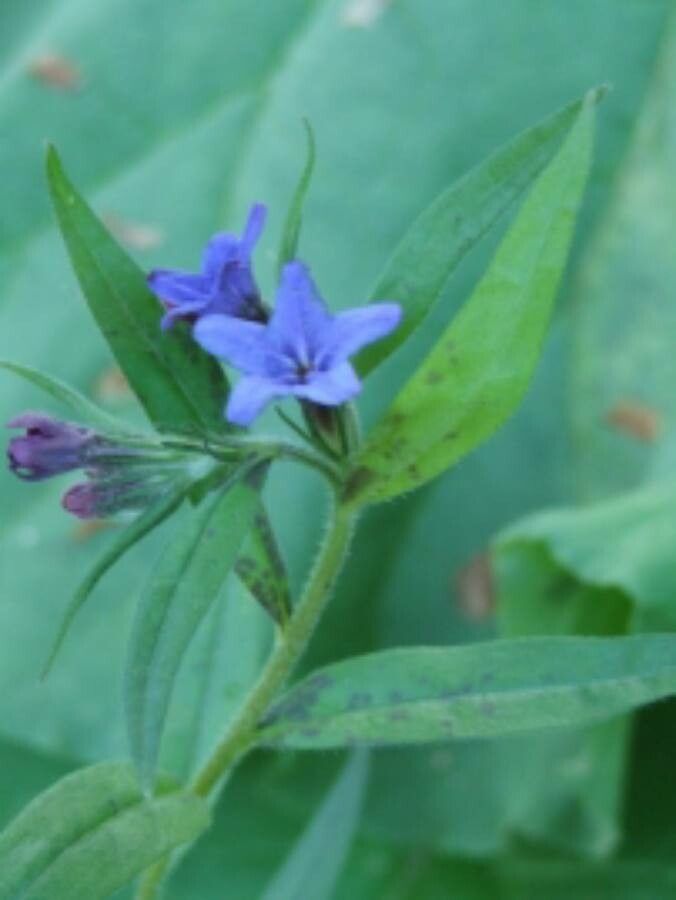 Aegonychon purpurea-coeruleum — related species from the same genus
