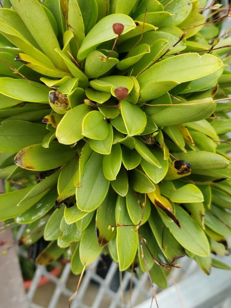 Stelis villosa — houseplant care guide