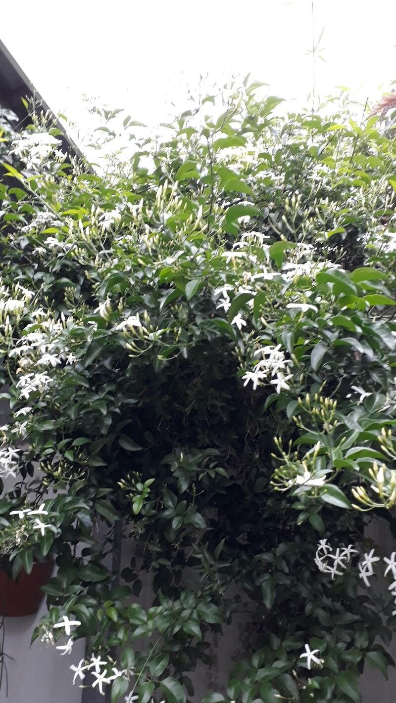 Jasminum azoricum flower